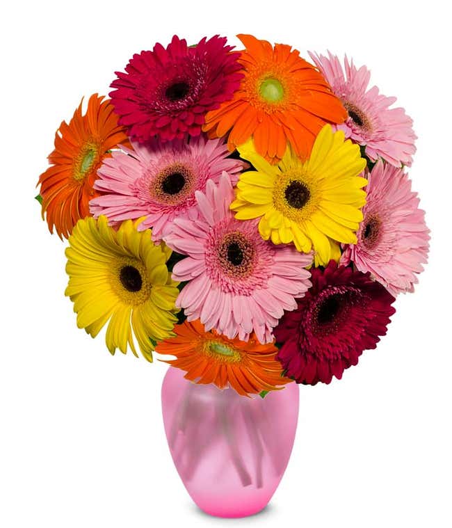 Assortment of gerbera daisies for next day delivery