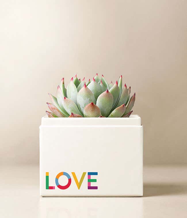 Lula's Garden &reg; Celebrate Pride Bliss Garden