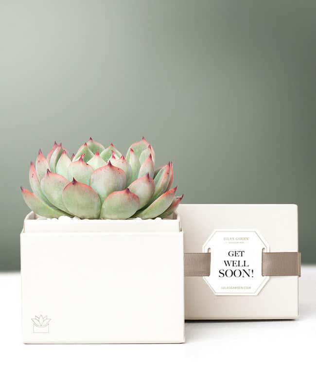Lula's Garden &reg; Get Well Bliss Succulent Gift