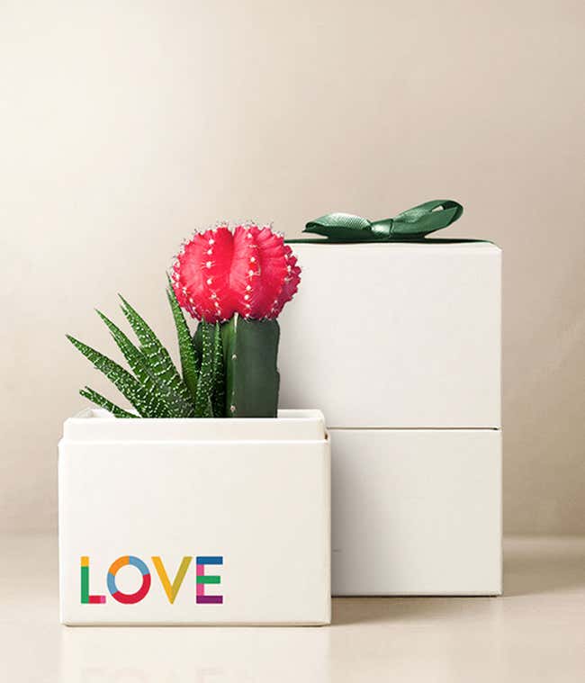 Lula's Garden &reg; Celebrate Pride Ros&eacute; Garden