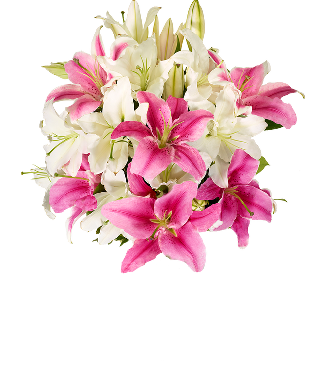 Partial image of Bouquet of elegant pink and white lilies with optional stylish glass vase and personalized gift message for a housewarming. without vase