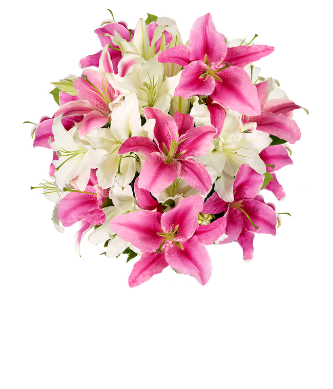 Partial image of Premium bouquet of pink and white lilies with optional elegant glass vase and personalized gift message for a housewarming. without vase