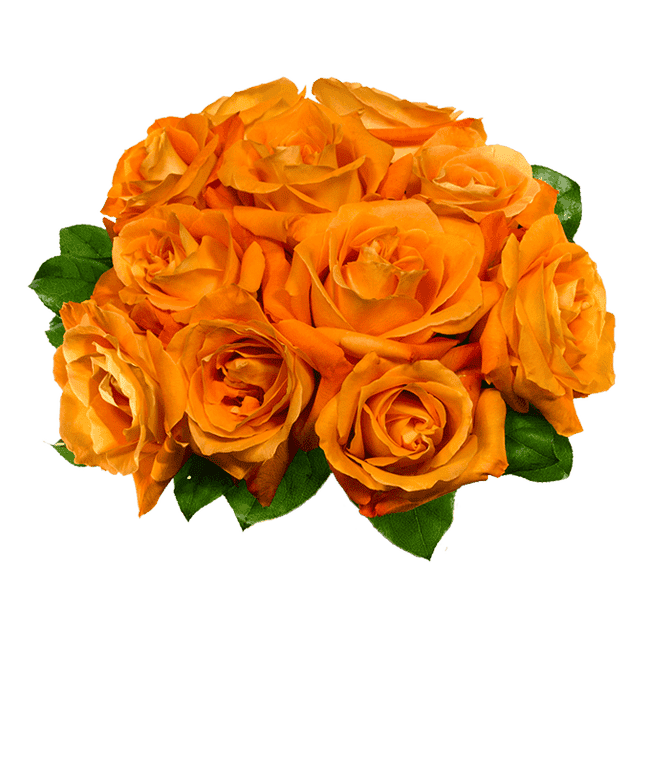 Partial image of One Dozen Orange Roses in a Clear Glass Vase without vase