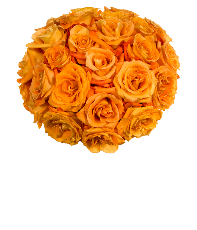Partial image of Two Dozen Orange Roses without vase