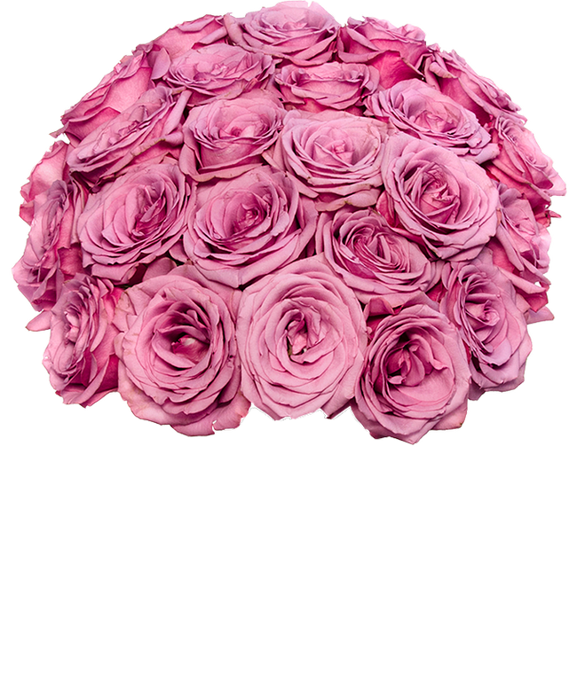 Partial image of Two Dozen Purple Roses Delivered without vase