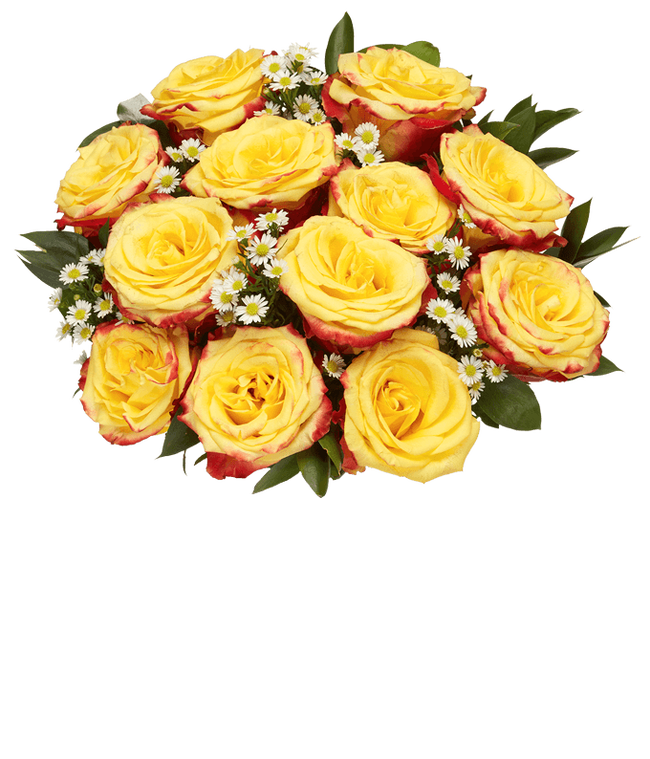 Partial image of Bi-color two dozen roses without vase