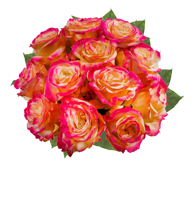 Partial image of One Dozen Pop of Pink Roses without vase